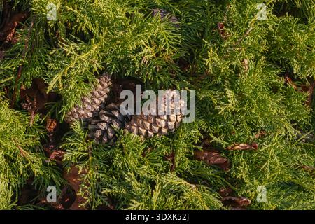 Several pine cones lie among dense green conifer foliage illuminated by warm sunlight, highlighting natural textures and seasonal transition in an out Stock Photo