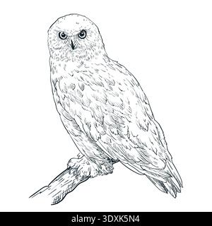 White owl vector hand drawn sketch illustration. Wild bird isolated on white background. Fashion print or poster design element Stock Vector
