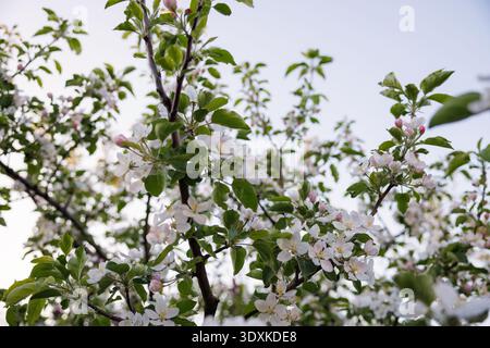 Branches of a flowering tree with white blossoms against a clear sky Stock Photo