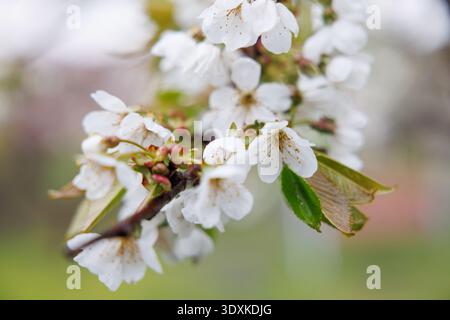 Close-up of white cherry blossoms on a branch outdoors Stock Photo