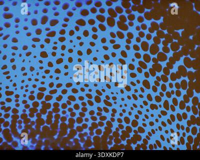 Abstract pattern with brown organic dots on a bright blue background. Artistic texture inspired by contemporary art and nature shapes. Perfect for cre Stock Photo