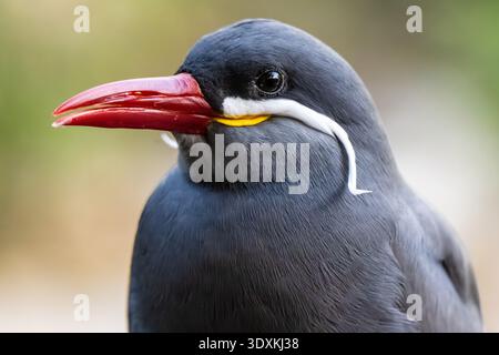 Inca tern (Larosterna inca) at Jacksonville Zoo and Botanical Gardens in Jacksonville, Florida. (USA) Stock Photo