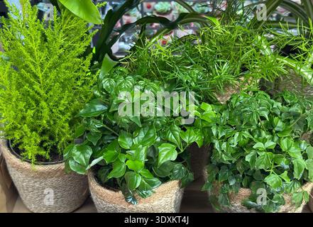 Green indoor houseplants arranged in decorative woven baskets on a shop shelf. Urban home gardening trend, natural interior decoration and botanical Stock Photo