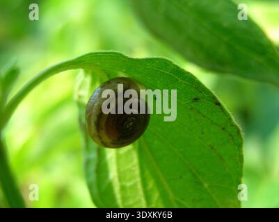 A tiny land snail resting on the underside of a vibrant green leaf, showing translucent textures Stock Photo