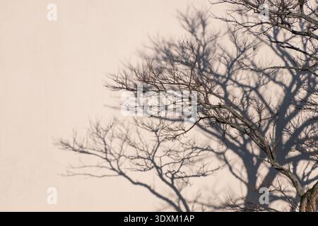 Winter tree branches forming layered shadow on beige wall. Stock Photo
