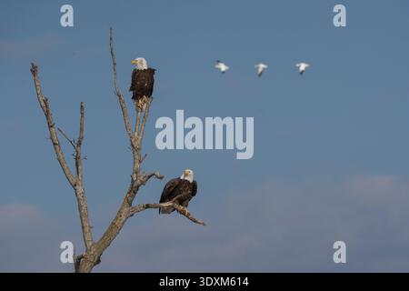 Bald Eagles pair perched on tree with snow geese in background in rural Lancaster County, Pennsylvania Stock Photo