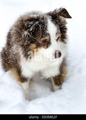 Miniature Australian Shepherd in snow Stock Photo