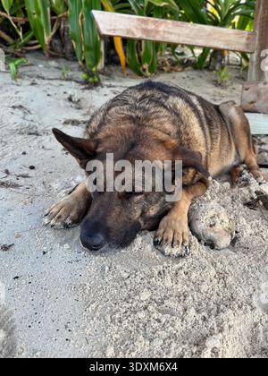 Big black and brown dog sleeping in white sand on a beach under a wooden shelter surrounded by green plants Stock Photo