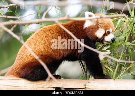 Red panda eats leaves on tree Stock Photo