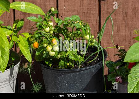 A thriving patio container garden featuring a prolific micro dwarf orange cherry tomato plant with ripening fruit, interplanted with green onions and Stock Photo
