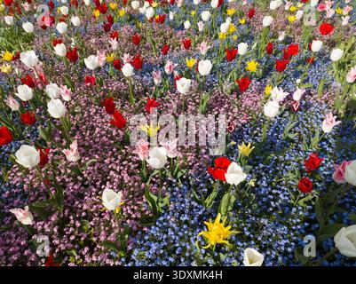 Multicolor tulips (Tulipa) blooming over a carpet of blue Forget-me-nots (Myosotis) and pink spring flowers. Stock Photo
