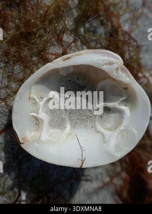 Lower half of bivalve mollusk and red seaweed on beach vertical photo Stock Photo