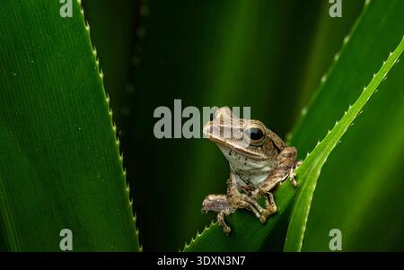 Tree frog perched on a cactus in Bangkok, Thailand. Stock Photo