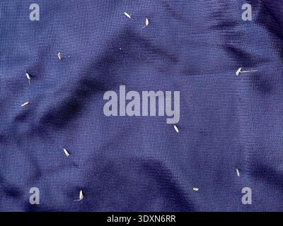 Top View of Love grass Seeds (Chrysopogon aciculatus Retz) on Blue Polyester Mesh Fabric Background - Close Up of Outdoor Clothing Texture with Nature Stock Photo