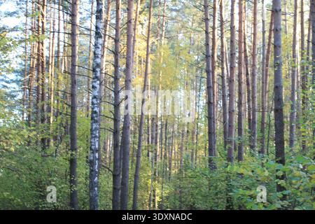 Dense pine forest with tall tree trunks and green undergrowth in natural woodland landscape Stock Photo