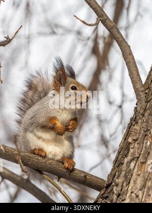 Portrait of a squirrel on a tree trunk. A curious red squirrel peeks out from behind a tree trunk Stock Photo