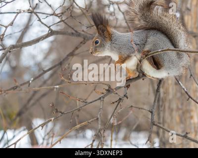 Portrait of a squirrel on a tree trunk. A curious red squirrel peeks out from behind a tree trunk Stock Photo