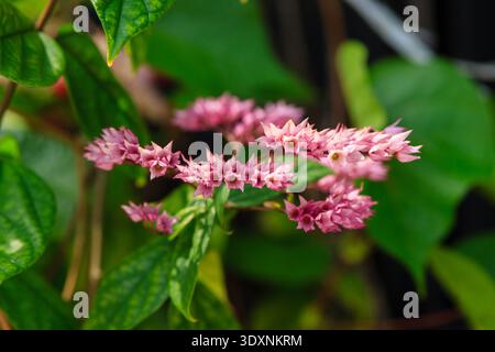 Soft pink blooms cluster among glossy green leaves. Tiny petals radiate delicate beauty in a natural setting. Background hints at garden or wild habit Stock Photo