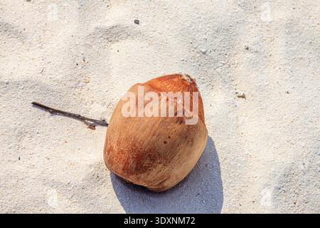 Coconut rests on soft, sunlit sand. Tiny twig lies nearby, untouched. Warm light casts a gentle shadow. Peaceful, tropical stillness dominates. Ideal Stock Photo