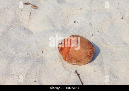 Coconut rests on soft, sunlit sand. Small, natural debris surrounds the fruit. Warm light casts gentle shadows across the scene. Ideal for tropical va Stock Photo