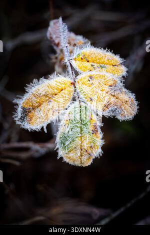 Ice crystals on yellow and green rose leaves in winter Stock Photo