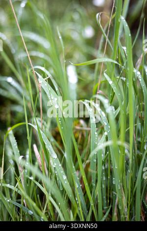 Green grass with sparkling dew drops on a sunny morning Stock Photo