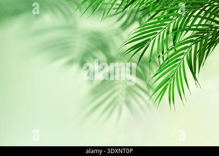 Palm leaves casting shadows on a green background Stock Photo