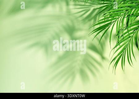 Palm leaves casting shadows on light green background Stock Photo