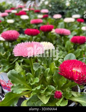 Beautiful flowers of Bellis perennis "Festival," also known as daisy, growing in the garden. Perfect for floral and botanical themes. Gardening idea. Stock Photo
