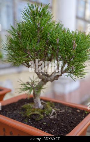 Miniature evergreen pine tree growing in a brown pot outdoors. Concept of slow living, ornamental horticulture, and zen aesthetic for a fresh natural Stock Photo