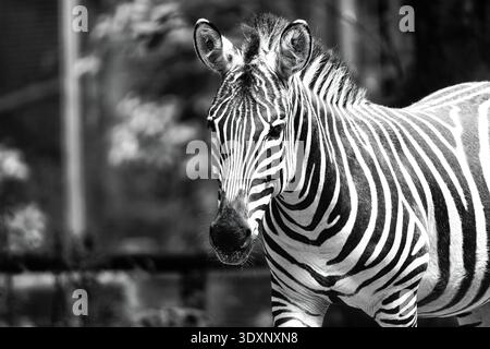 Close-up portrait of a Grevy's zebra in black and white, showing distinctive stripe patterns against a dark blurred background. Stock Photo