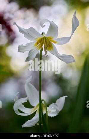Erythronium californicum 'White Beauty' in full flower with the dappled light shining from behind Stock Photo