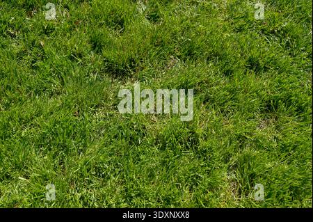 Green grass texture of a freshly mown lawn in a summer park Stock Photo