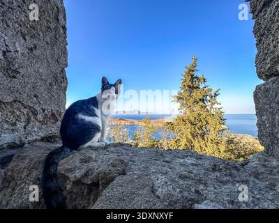 Black and white color cat looking at camera curiosity. Stock Photo