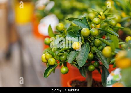 Unripe Green Citrus Fruits on Tree Stock Photo