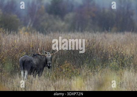 Rarely can you see moose (Alces alces) standing so freely in large reed beds, rain, rutting season, moose rutting, October, Denmark Stock Photo