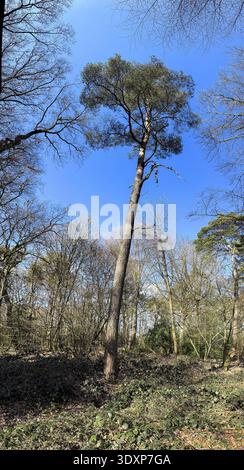 Solitary tall Scots pine (Pinus silvestris) standing in a small clearing in spring, mixed deciduous forest in the background, blue sky with white clou Stock Photo