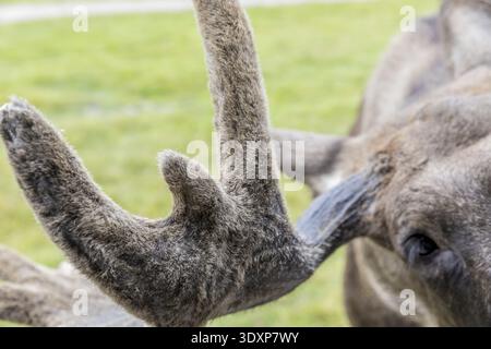 Hairy antlers of a moose (Alces alces), captive, moose safari in Virum Aelkpark near Vimmerby, Kalmar laen, Sweden Stock Photo