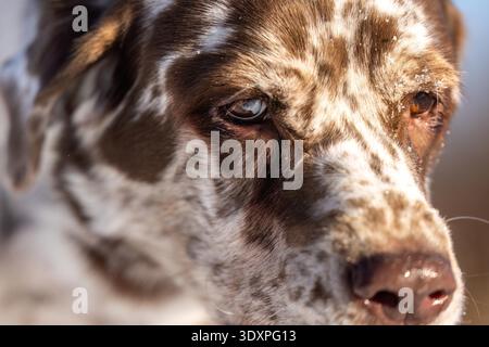 Leopard Labrador Extreme Close Up Face in Winter Light Stock Photo