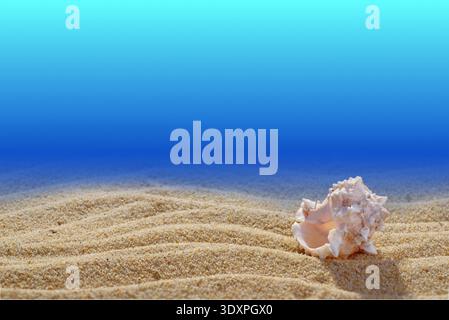 Scene of the seabed. One shell on a sand background. Close-up. The background is blue. Free space for text or image. A high resolution. Stock Photo
