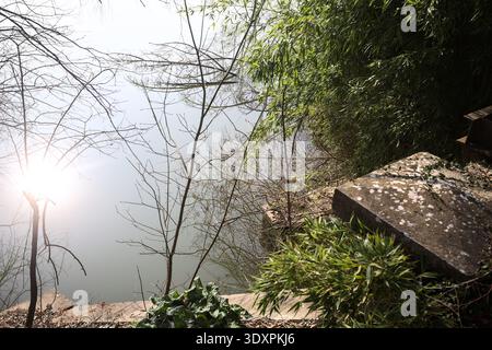 Bamboo plants growing by the riverbank, next to a concrete rail, with sunlight casted on the water Stock Photo