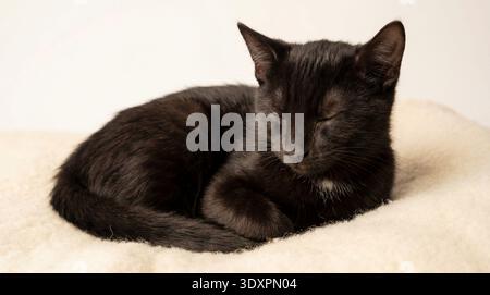 A tiny black kitten is peacefully sleeping, curled into a tight ball on a fluffy, cream-colored blanket. Its eyes are closed, and its body is relaxed, Stock Photo