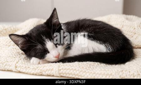 A tiny, adorable black and white kitten is captured in a deep sleep, curled snugly on a soft, cream-colored knitted blanket. The kitten's eyes are clo Stock Photo