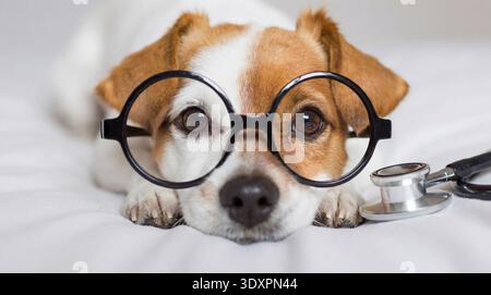 A charming close-up of a Jack Russell Terrier wearing oversized black round glasses. The dog is lying on a white surface with a stethoscope positioned Stock Photo