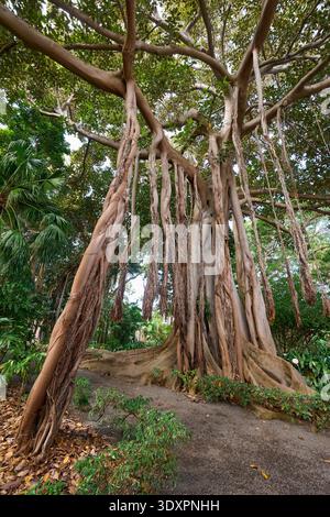 Ancient banyan tree with massive fused trunks, sprawling buttress roots and hanging aerial roots framing a garden path surrounded by tropical vegetati Stock Photo