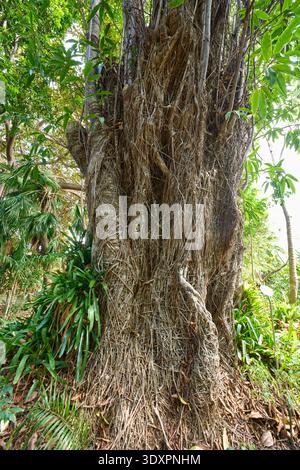 Tree trunk completely encased in a dense tangled mass of dry fibrous aerial roots in a tropical botanical garden setting Stock Photo