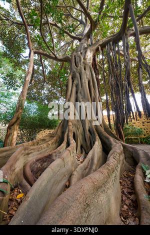 Close view of a massive banyan tree base showing dramatic interlocking buttress roots and hanging aerial roots beside a stone garden wall Stock Photo