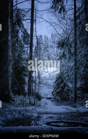 Dark winter forest framing a snowy path and stream in blue hour light, Latvia Stock Photo