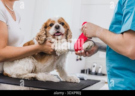 Veterinarian applies a bandage to a dogs leg while examining it at a veterinary clinic. Pet owner holds the dog still for care. Stock Photo
