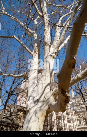 Large sycamore tree with white bark and thick branches in an urban environment Stock Photo